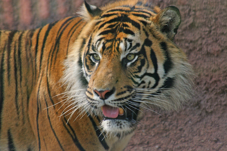 African Tiger