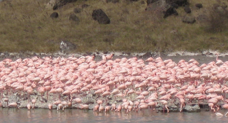 African Flamingos