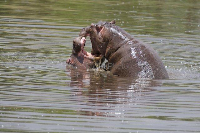 african hippos