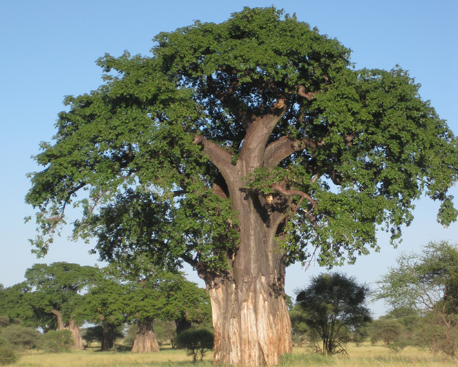 Tarangire Tree